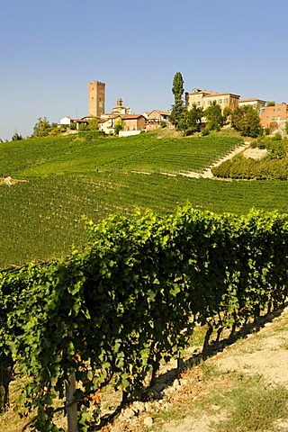 Barbaresco, Provincia Cuneo, Piedmont, Italy, Europe