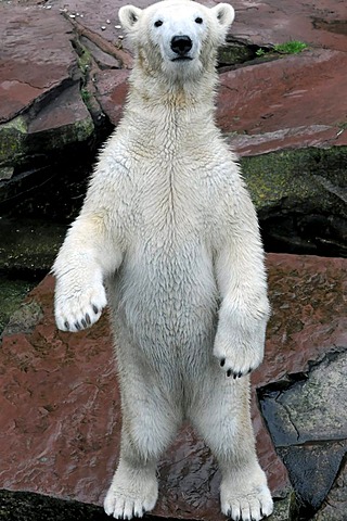 Young Polar Bear (Ursus maritimus), Zoo, Germany, Europe