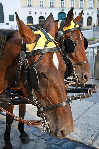 Horses, Fiaker horse carriage, Vienna, Austria, Europe