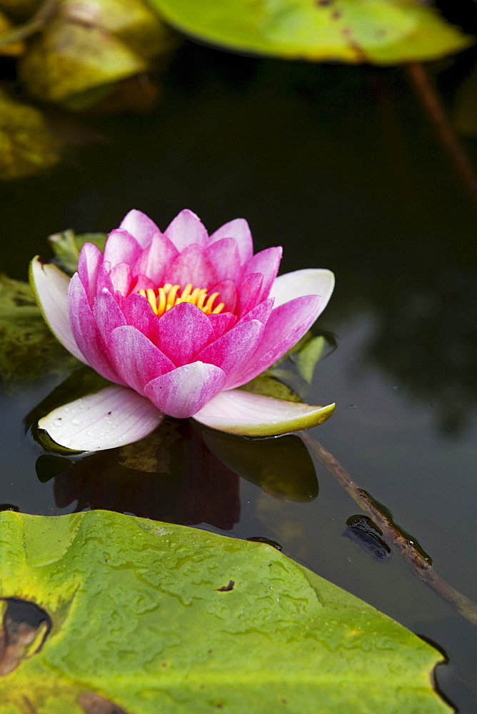 Waterlily flower (Nelumbo)