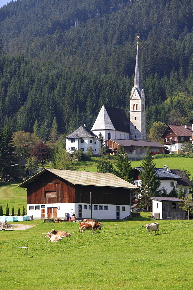 Grazing cows in front of the Catholic Church, Gosau, Salzkammergut, Upper Austria, Austria, Europe