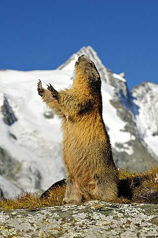 Alpine marmot (Marmota marmota), Grossglockner, Alps, Austria, Europe