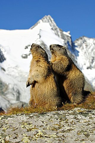 Alpine marmots (Marmota marmota), Grossglockner, Alps, Austria, Europe