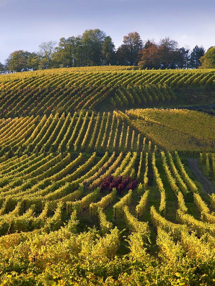 Vineyards in Hattenheim near Eltville, Rheingau, Hesse, Germany, Europe