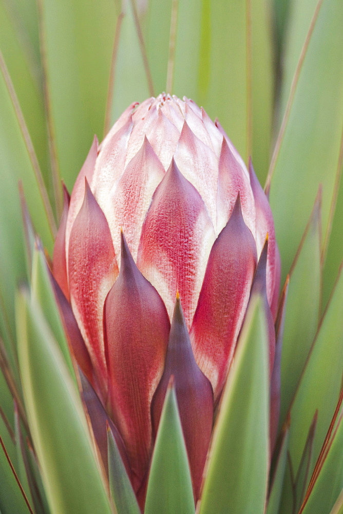 Trecul Yucca, Spanish Dagger (Yucca treculeana), blossom, Sinton, Corpus Christi, Coastal Bend, Texas, USA