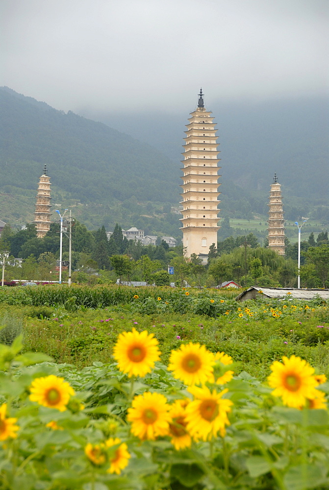 Ancient Buddhist towers, sunflowers, Three Pagodas, Dali, Yunnan Province, People's Republic of China, Asia