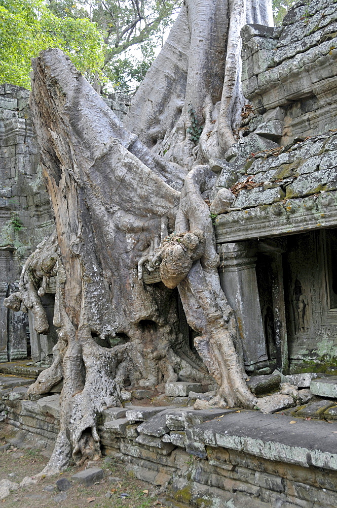 Thitpok or Tetrameles (Tetrameles nudiflora), tree with its roots growing in the ruins of the Prasat Preah Khan temple complex, UNESCO World Heritage Site, Siem Reap, Cambodia, Asia