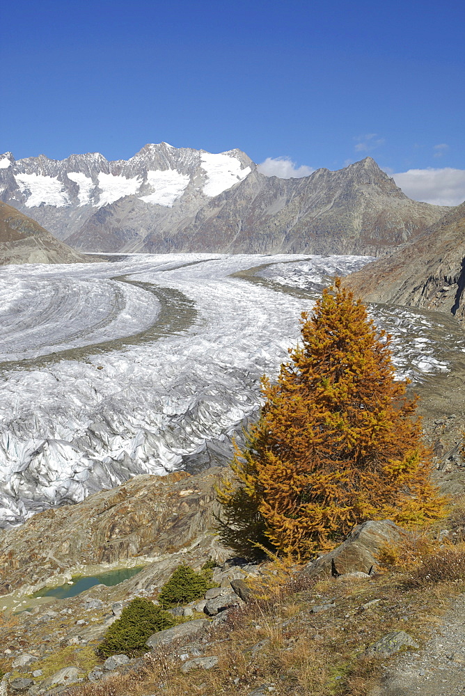 Aletsch Glacier in autumn, Valais, Switzerland, Europe