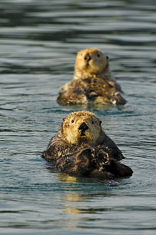 Sea otters (Enhydra lutris)