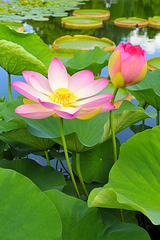 Indian Lotus blossoms (Nelumbo nucifera)