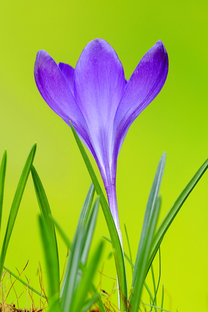 Crocus (Crocus vernus)