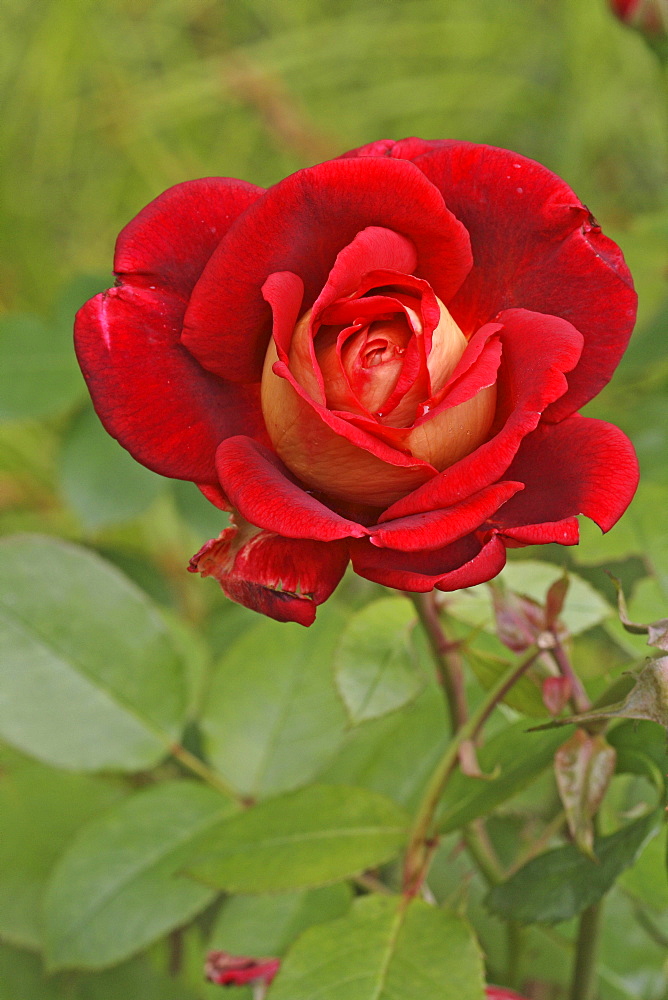 Shrub Rose (Rosa)