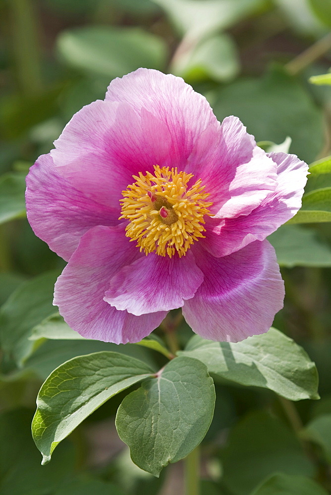 Common Peony (Paeonia officinalis)