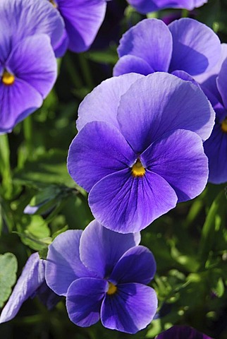 Pansies (Viola), purple