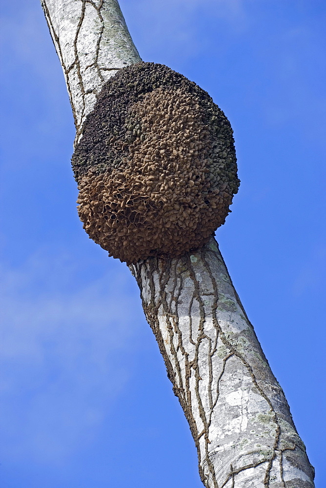 Termite nest