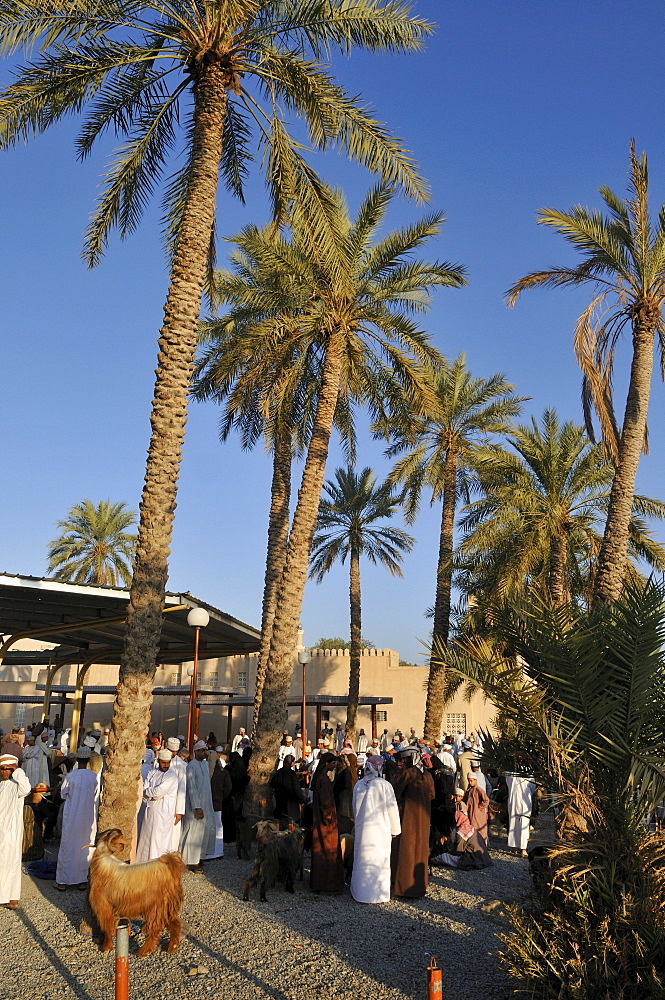 Omani men in traditional dress, livestock or animal market at Nizwa, Hajar al Gharbi Mountains, Al Dakhliyah region, Sultanate of Oman, Arabia, Middle East