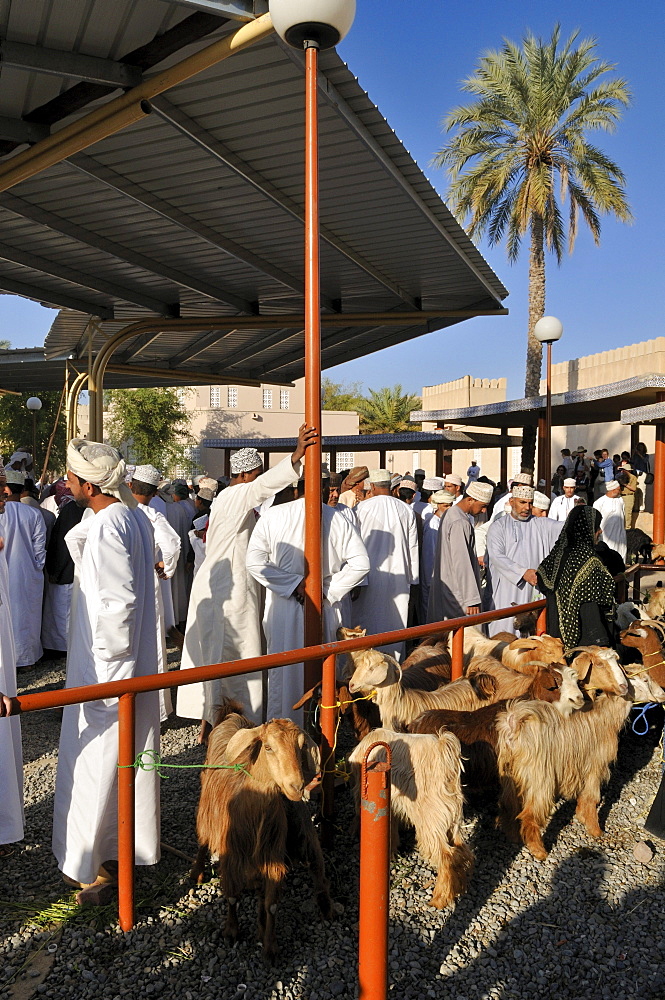 Omani man in traditional dress, livestock or animal market at Nizwa, Hajar al Gharbi Mountains, Al Dakhliyah region, Sultanate of Oman, Arabia, Middle East