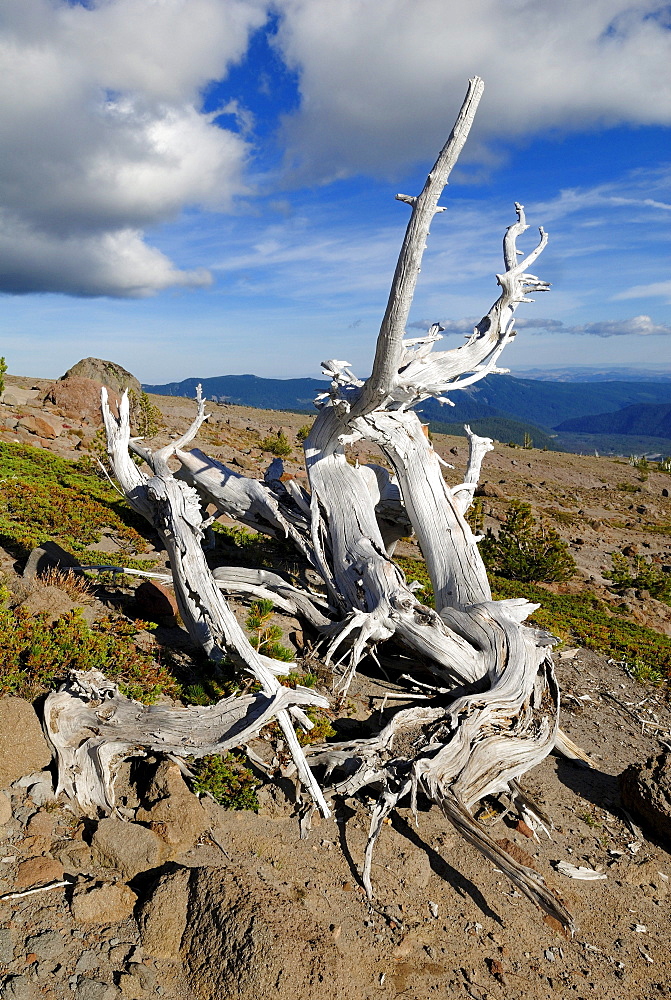 Dead tree, south face of Mount Hood volcano, Cascade Range, Oregon, USA