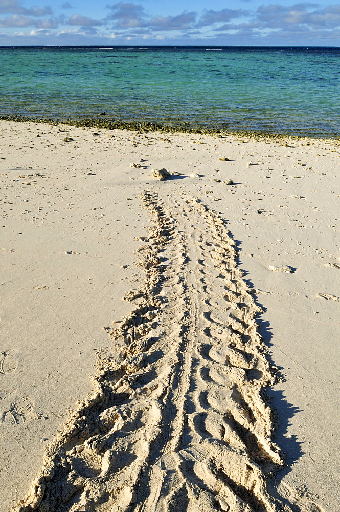 Track of a green sea turtle on the beach of Heron Island, Capricornia Cays National Park, Great Barrier Reef, Queensland, Australia