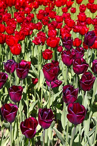 Tulips (Tulipa)