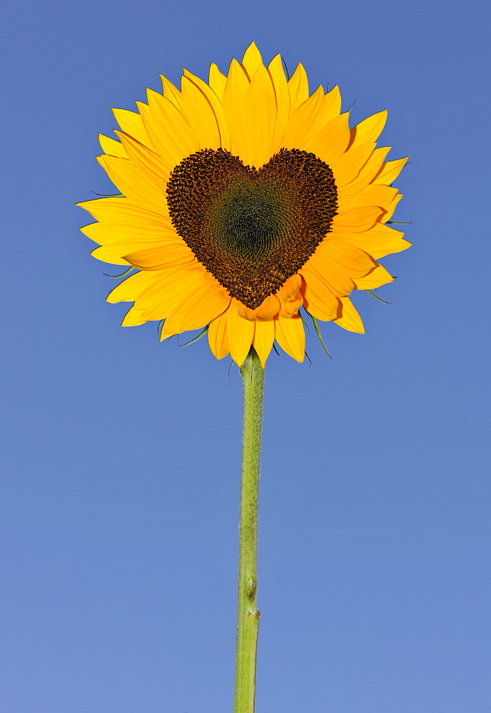 Sunflower (Helianthus annuus) with tubular flowers in heart shape