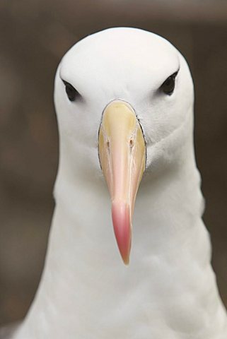 Black-browed Albatross or Black-browed Mollymawk (Diomedea melanophris), Falkland Islands, South America