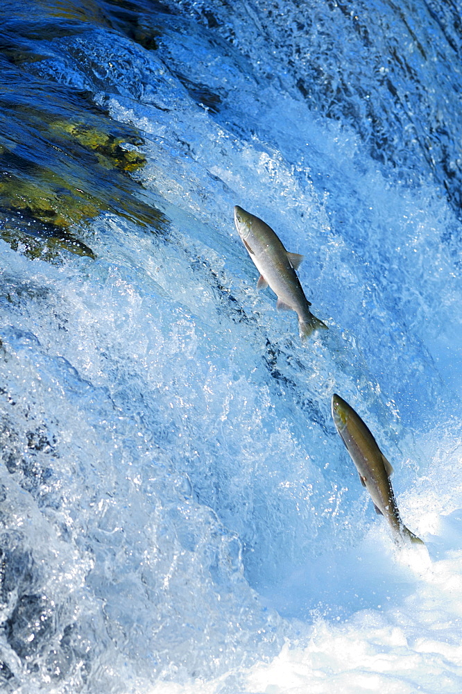 Blueback salmons (Oncorhynchus nerka) trying to conquer the waterfall upwards, Brooks River, Brooks Falls, Katmai National Park, Alaska, USA