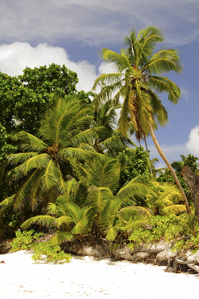 Coconut Palm trees (Cocos nucifera), Anse Lazio, Praslin Island, Seychelles, Africa, Indian Ocean