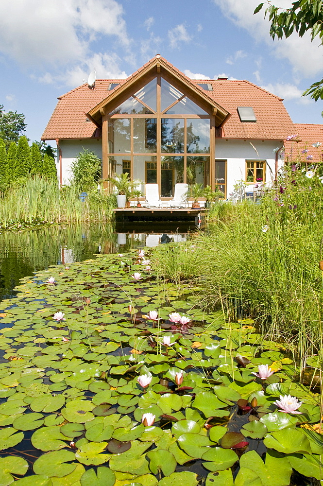 Garden pond with water lilies, in front of house with winter garden, in summer