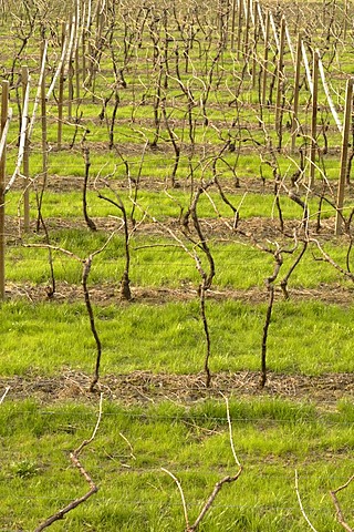 Vineyard in spring, Emilia Romagna, Italy, Europe