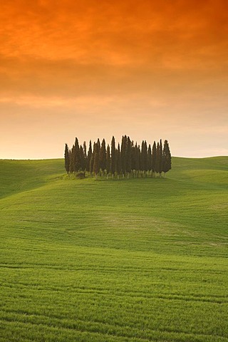 Evening mood, cypress grove near Montalcino, Tuscany, Italy, Europe