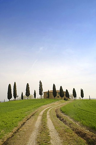 Farm near Pienza, row of cypress trees, Tuscany, Italy, Europe