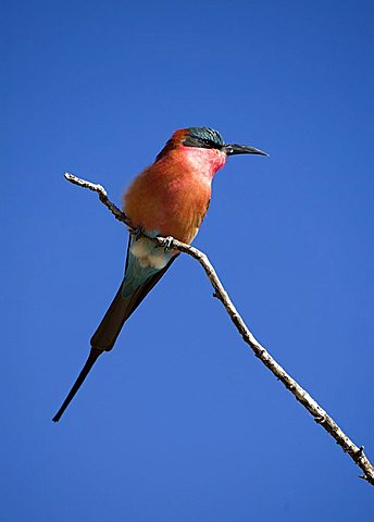 Southern Carmine Bee-eater (Merops nubicoides), Chobe National Park, Botswana, Africa