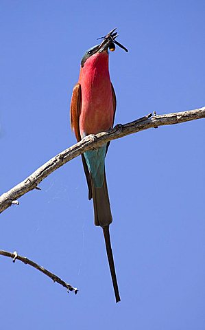 Southern Carmine Bee-eater (Merops nubicoides) with prey, Chobe National Park, Botswana, Africa