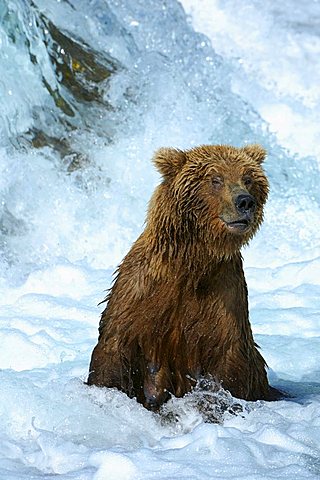 Brown bear [Ursus arctos), mother bear, trying to catch slmons underneath the waterfalls, Brooks River, Brooks Falls, Katmai National Park, Alaska, USA