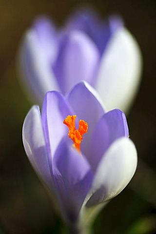 Crocus blossom (Crocus)