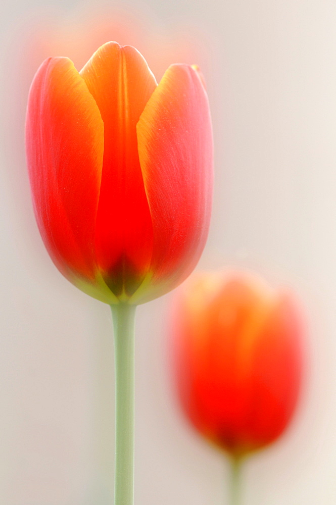 Tulips (Tulipa)