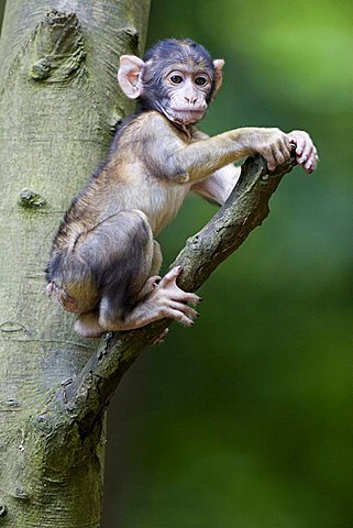 Barbary Macaque (Macaca sylvanus) baby sitting on a branch, Wildlife Park, Daun, Vulkaneifel, Rhineland-Palatinate, Germany, Europe