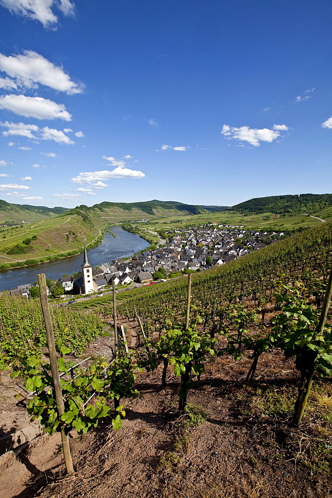 View on to the Moselle River loop near the town of Bremm, district of Cochem-Zell, Moselle, Rhineland-Palatinate, Germany, Europe