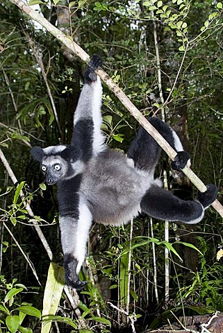 Indri or Babakoto (Indri indri), Madagascar, Africa