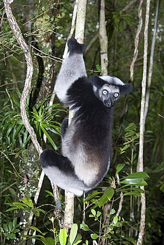 Indri or Babakoto (Indri indri), Madagascar, Africa