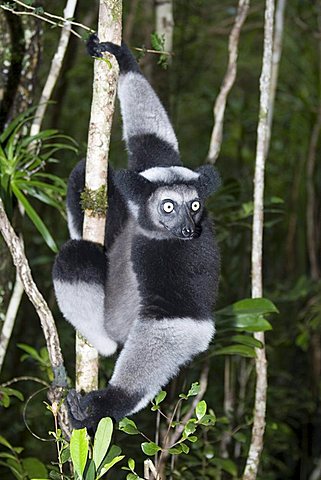 Indri or Babakoto (Indri indri), Madagascar, Africa