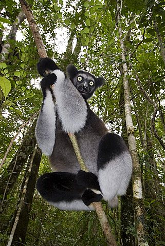 Indri or Babakoto (Indri indri), Madagascar, Africa