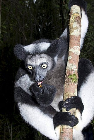 Indri or Babakoto (Indri indri), Madagascar, Africa