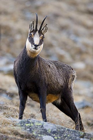 Chamois (Rupicapra rupicapra), Gran Paradiso National Park, Italy