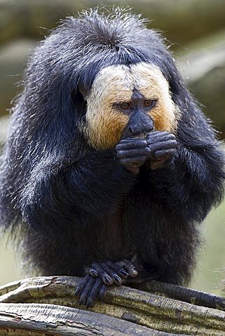 White-faced- or Golden-faced- or Guianan Saki (Pithecia pithecia), Monkey Zoo, Apenheul, Netherlands, Europe