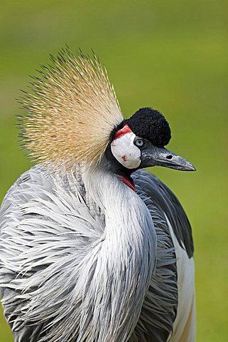 Grey Crowned Crane (Balearica Regulorum), head portrait, Zoo, Rheine, North Rhine-Westphalia, Germany, Europe