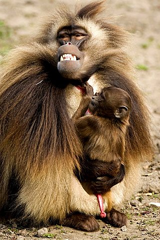 Gelada or Gelada Baboon (Theropithecus gelada) male holding infant, Rheine Zoo, North-Rhine Westphalia, Germany, Europe