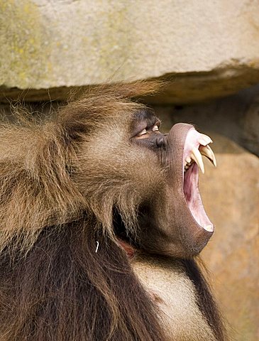 Gelada or Gelada Baboon (Theropithecus gelada) male, portrait, Rheine Zoo, North-Rhine Westphalia, Germany, Europe