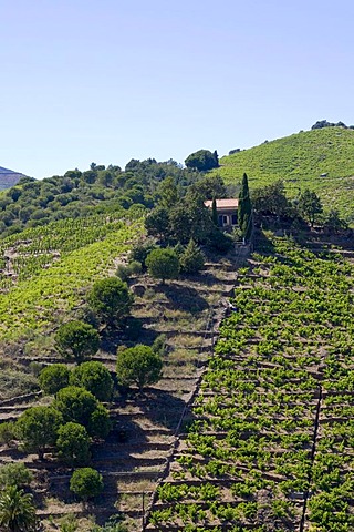 Vinicultural terraces in Banyuls sur Mer, Cote Vermeille, Pyrenees-Orientales, Roussillon, Languedoc-Roussillon, South France, France